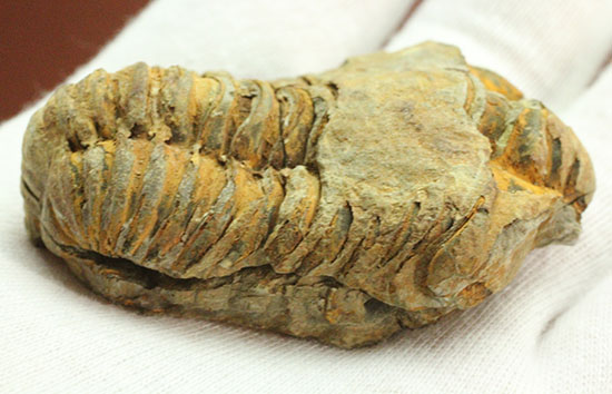 古代のイモムシ三葉虫、体節が保存されたカリメネ(Calymene sp.)（その8）