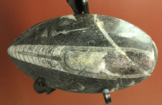 12センチの立派なサイズ、古代の海化石オルソセラス(Orthoceras)(その1)