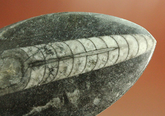 12センチの立派なサイズ、古代の海化石オルソセラス(Orthoceras)（その10）