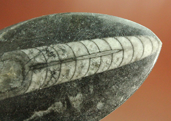 12センチの立派なサイズ、古代の海化石オルソセラス(Orthoceras)(その10)
