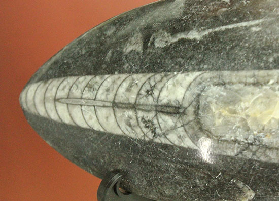 12センチの立派なサイズ、古代の海化石オルソセラス(Orthoceras)(その11)