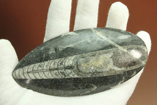 12センチの立派なサイズ、古代の海化石オルソセラス(Orthoceras)(その13)
