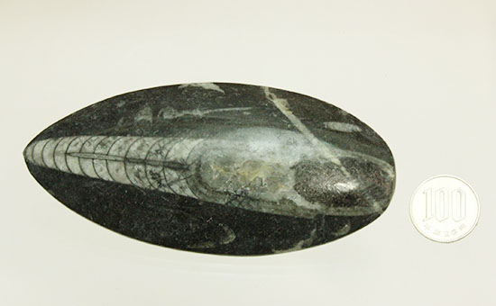 12センチの立派なサイズ、古代の海化石オルソセラス(Orthoceras)(その14)