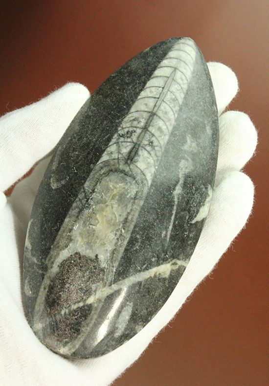 12センチの立派なサイズ、古代の海化石オルソセラス(Orthoceras)(その2)