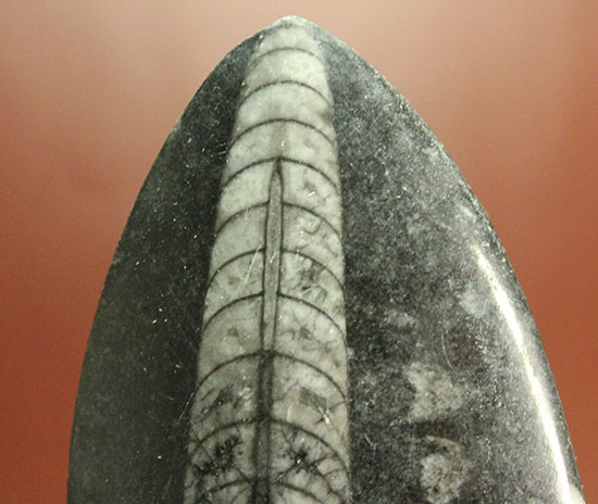 12センチの立派なサイズ、古代の海化石オルソセラス(Orthoceras)（その3）