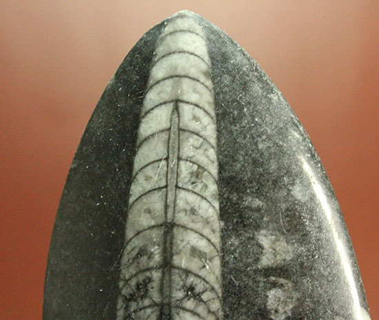 12センチの立派なサイズ、古代の海化石オルソセラス(Orthoceras)(その3)
