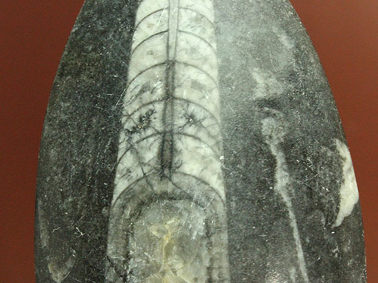 12センチの立派なサイズ、古代の海化石オルソセラス(Orthoceras)(その4)