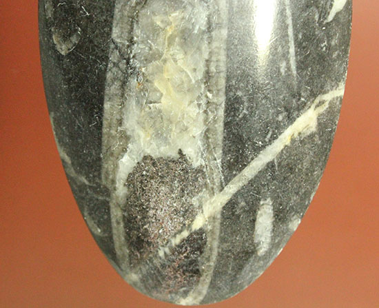 12センチの立派なサイズ、古代の海化石オルソセラス(Orthoceras)（その5）
