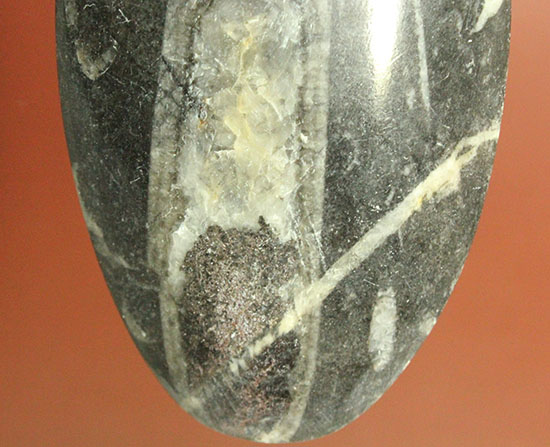 12センチの立派なサイズ、古代の海化石オルソセラス(Orthoceras)(その5)