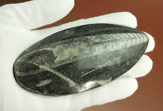12センチの立派なサイズ、古代の海化石オルソセラス(Orthoceras)(その6)