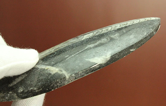 12センチの立派なサイズ、古代の海化石オルソセラス(Orthoceras)(その7)