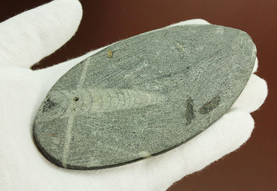 12センチの立派なサイズ、古代の海化石オルソセラス(Orthoceras)(その8)