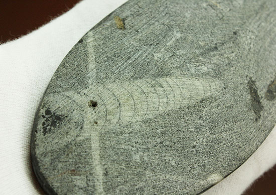 12センチの立派なサイズ、古代の海化石オルソセラス(Orthoceras)(その9)