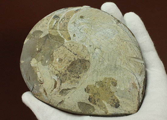 厚み、形、サイズともにインテリア化石に最適！約4億年前の初期型アンモナイト、ゴニアタイト(Goniatite)（その12）