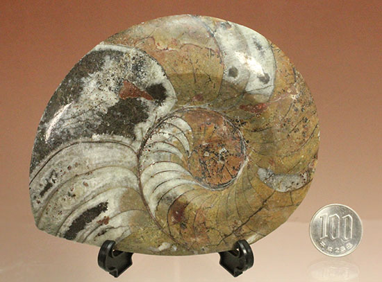 厚み、形、サイズともにインテリア化石に最適！約4億年前の初期型アンモナイト、ゴニアタイト(Goniatite)（その14）
