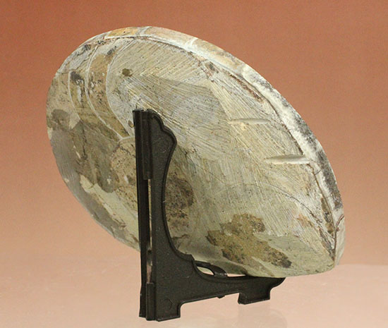 厚み、形、サイズともにインテリア化石に最適！約4億年前の初期型アンモナイト、ゴニアタイト(Goniatite)（その3）