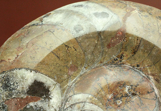 厚み、形、サイズともにインテリア化石に最適！約4億年前の初期型アンモナイト、ゴニアタイト(Goniatite)（その6）