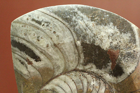 厚み、形、サイズともにインテリア化石に最適！約4億年前の初期型