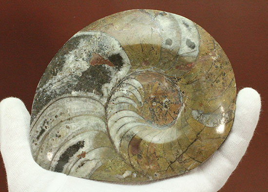 厚み、形、サイズともにインテリア化石に最適！約4億年前の初期型アンモナイト、ゴニアタイト(Goniatite)（その8）