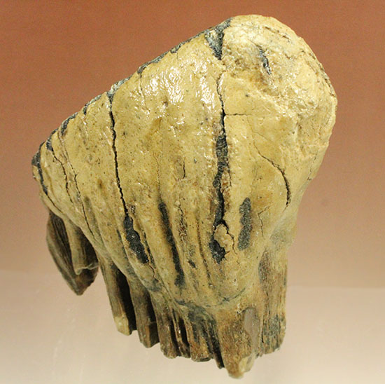 上級コレクション品。絶滅動物ケナガマンモスの歯化石 (Mammoth)（その11）