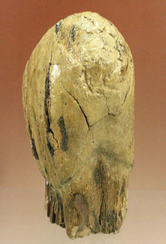 上級コレクション品。絶滅動物ケナガマンモスの歯化石 (Mammoth)（その12）
