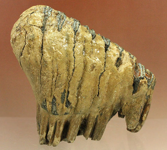 上級コレクション品。絶滅動物ケナガマンモスの歯化石 (Mammoth)（その13）