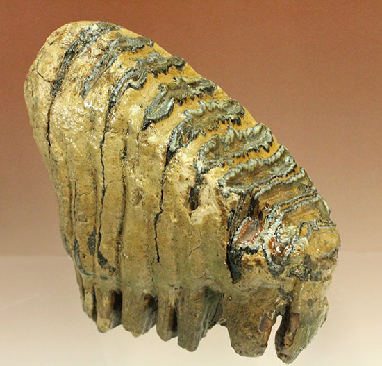 上級コレクション品。絶滅動物ケナガマンモスの歯化石 (Mammoth)（その14）