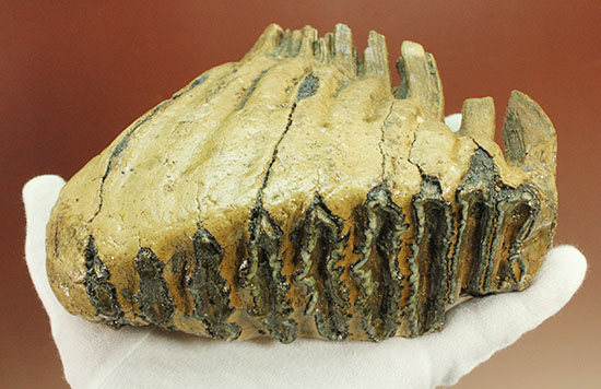 上級コレクション品。絶滅動物ケナガマンモスの歯化石 (Mammoth)（その17）
