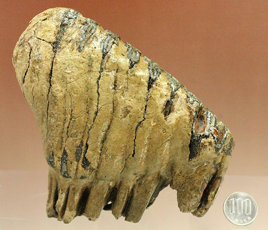 上級コレクション品。絶滅動物ケナガマンモスの歯化石 (Mammoth)（その19）