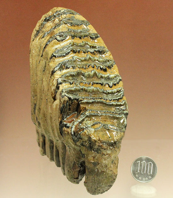 上級コレクション品。絶滅動物ケナガマンモスの歯化石 (Mammoth)（その20）