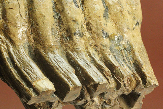 上級コレクション品。絶滅動物ケナガマンモスの歯化石 (Mammoth)（その6）
