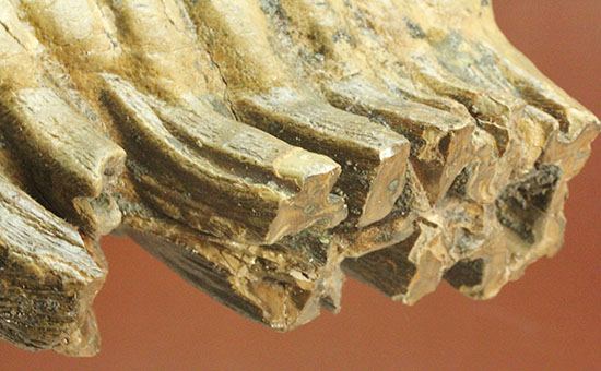 上級コレクション品。絶滅動物ケナガマンモスの歯化石 (Mammoth)（その7）