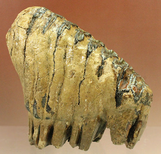 上級コレクション品。絶滅動物ケナガマンモスの歯化石 (Mammoth)（その8）