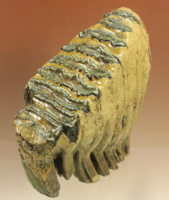 上級コレクション品。絶滅動物ケナガマンモスの歯化石 (Mammoth)（その9）