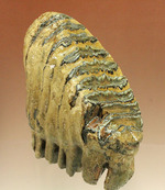 上級コレクション品。絶滅動物ケナガマンモスの歯化石 (Mammoth)