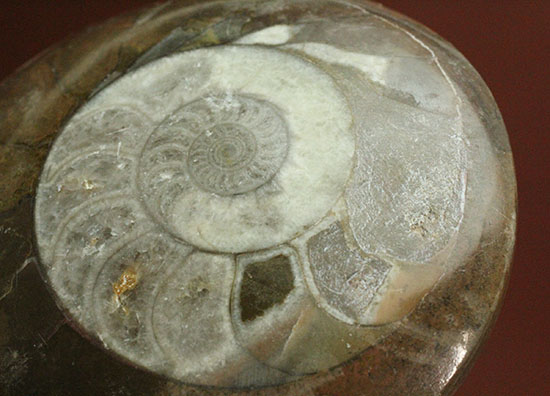 手の平サイズの優秀標本。中心部までよく保存されているゴニアタイト化石（その2）