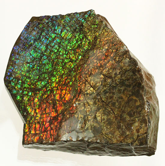 希少！七色に輝く、均一な竜のウロコ状のアンモライト(Ammolite)（その10）