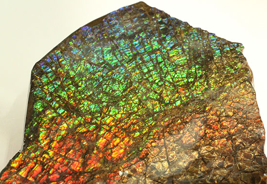 希少！七色に輝く、均一な竜のウロコ状のアンモライト(Ammolite)（その11）