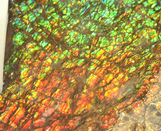 希少！七色に輝く、均一な竜のウロコ状のアンモライト(Ammolite)（その12）
