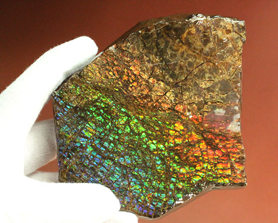 希少！七色に輝く、均一な竜のウロコ状のアンモライト(Ammolite)（その13）
