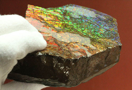 希少！七色に輝く、均一な竜のウロコ状のアンモライト(Ammolite)（その15）