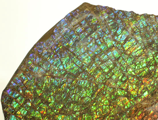 希少！七色に輝く、均一な竜のウロコ状のアンモライト(Ammolite)（その16）
