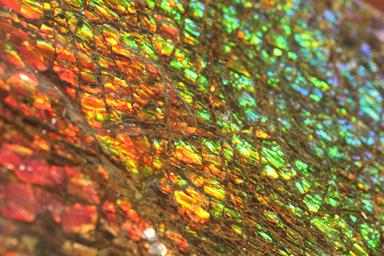 希少！七色に輝く、均一な竜のウロコ状のアンモライト(Ammolite)（その4）