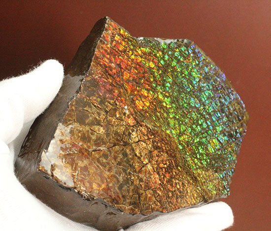 希少！七色に輝く、均一な竜のウロコ状のアンモライト(Ammolite)（その7）