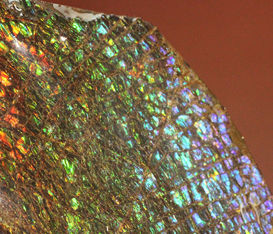 希少！七色に輝く、均一な竜のウロコ状のアンモライト(Ammolite)（その8）