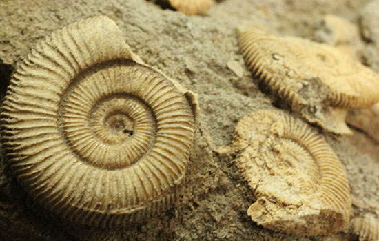 1.2キロオーバーの迫力標本。15個ほどの個体が集結した、保存状態抜群のダクチリオセラス群集化石(Dactylioceras sp.)（その11）