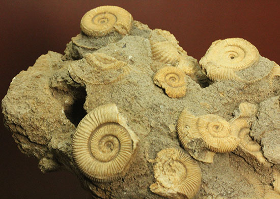 1.2キロオーバーの迫力標本。15個ほどの個体が集結した、保存状態抜群のダクチリオセラス群集化石(Dactylioceras sp.)（その15）