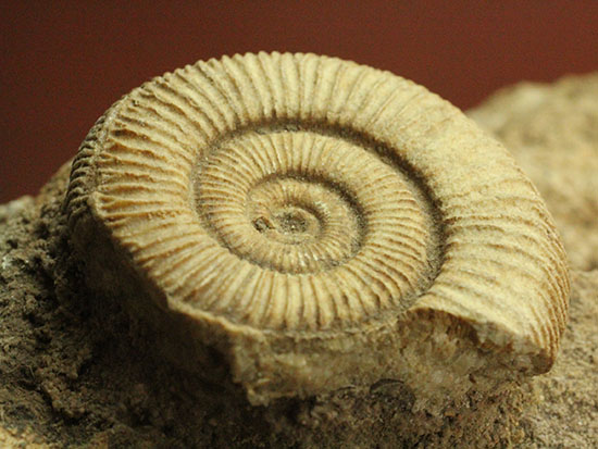 1.2キロオーバーの迫力標本。15個ほどの個体が集結した、保存状態抜群のダクチリオセラス群集化石(Dactylioceras sp.)（その3）