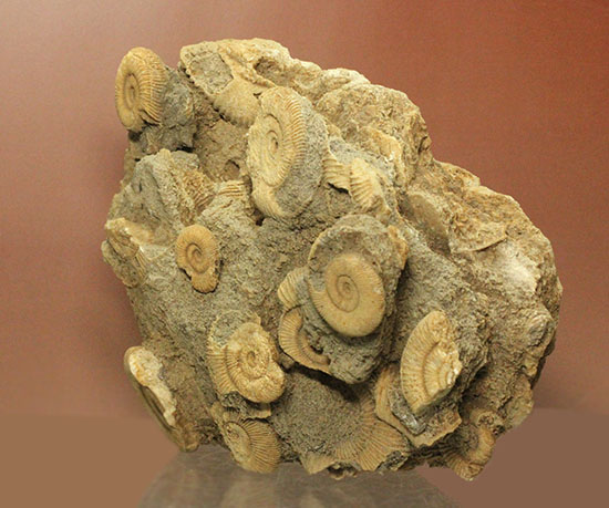 1.2キロオーバーの迫力標本。15個ほどの個体が集結した、保存状態抜群のダクチリオセラス群集化石(Dactylioceras sp.)（その4）