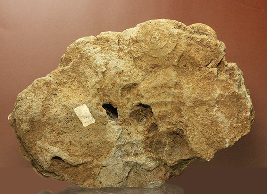 1.2キロオーバーの迫力標本。15個ほどの個体が集結した、保存状態抜群のダクチリオセラス群集化石(Dactylioceras sp.)（その5）